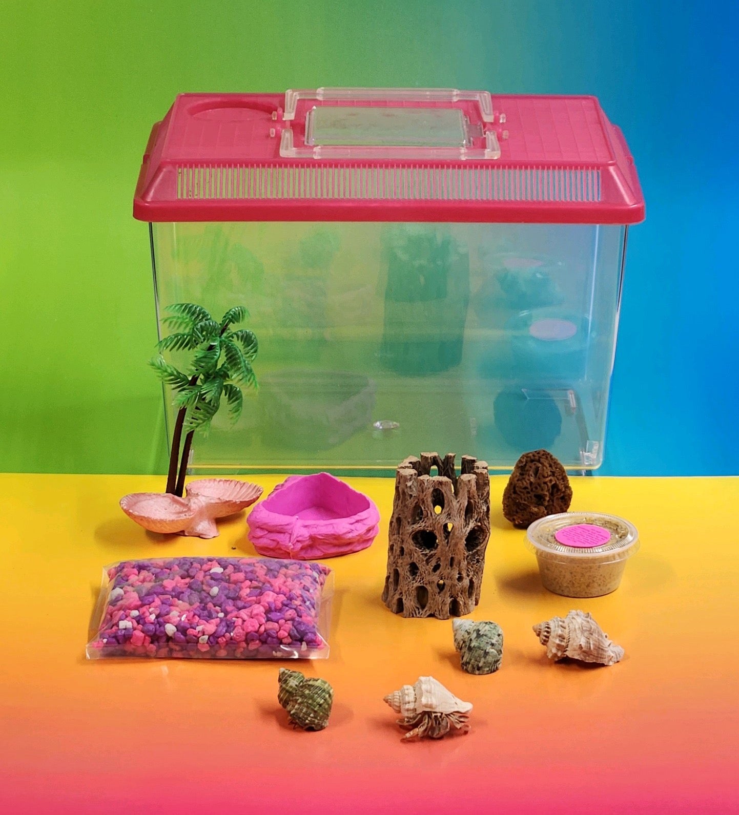 Hermit Crab Starter Kit with Pink Lid and Live Hermit Crabs