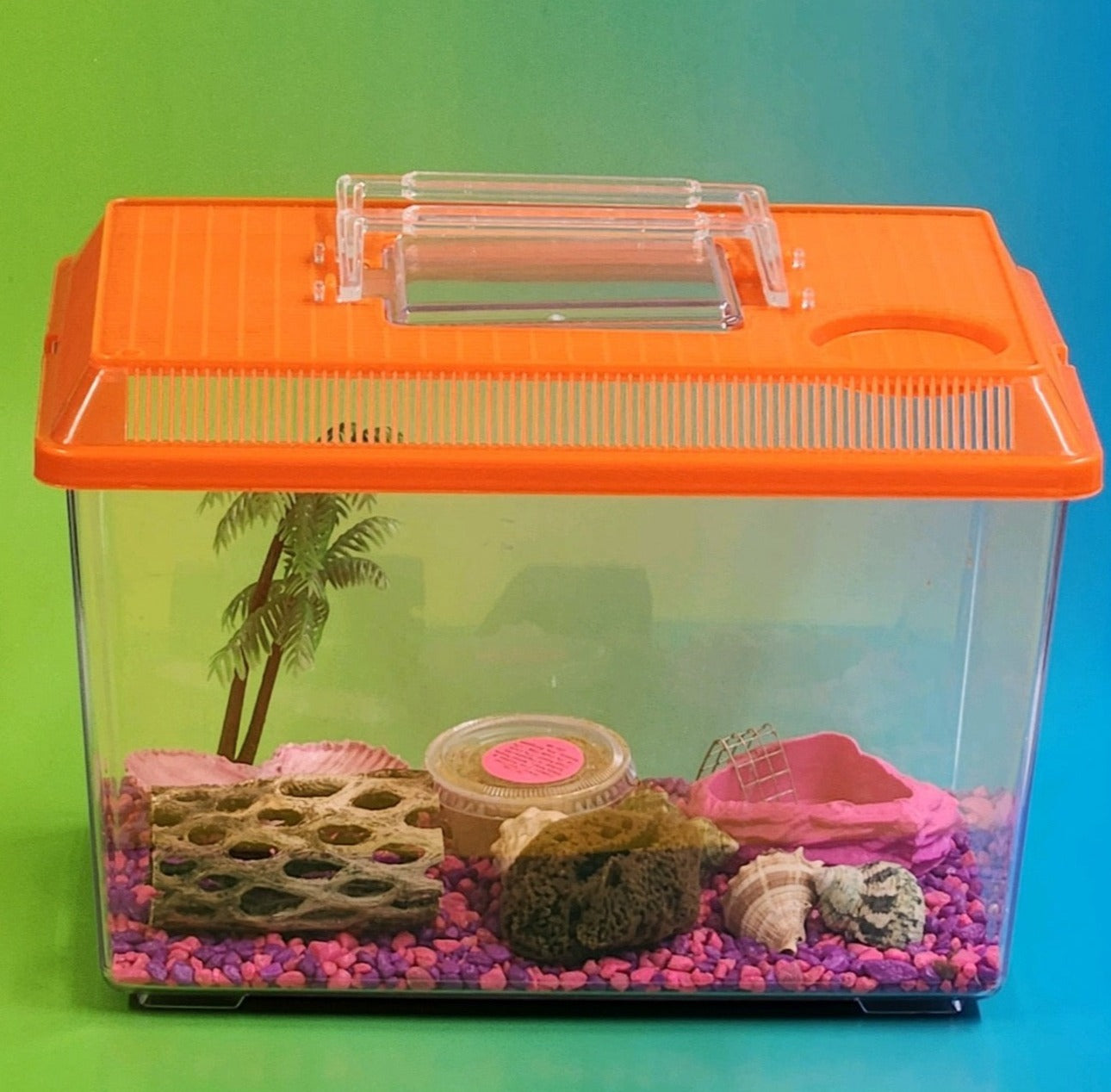 Hermit Crab Starter Kit Set Up with Live Hermit Crabs