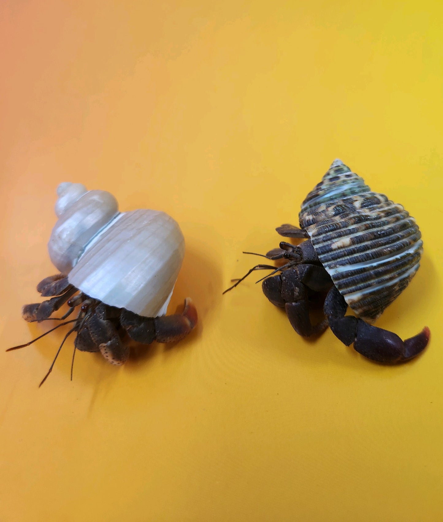 2 Live Hermit Crabs Medium Size