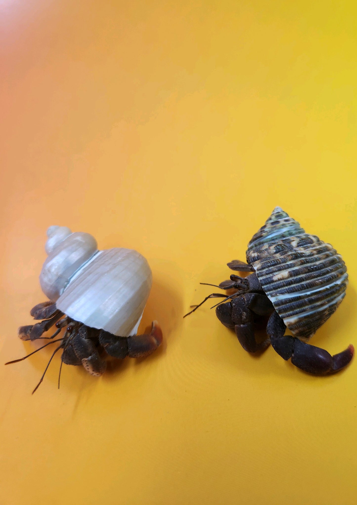 Live Hermit Crabs Walking