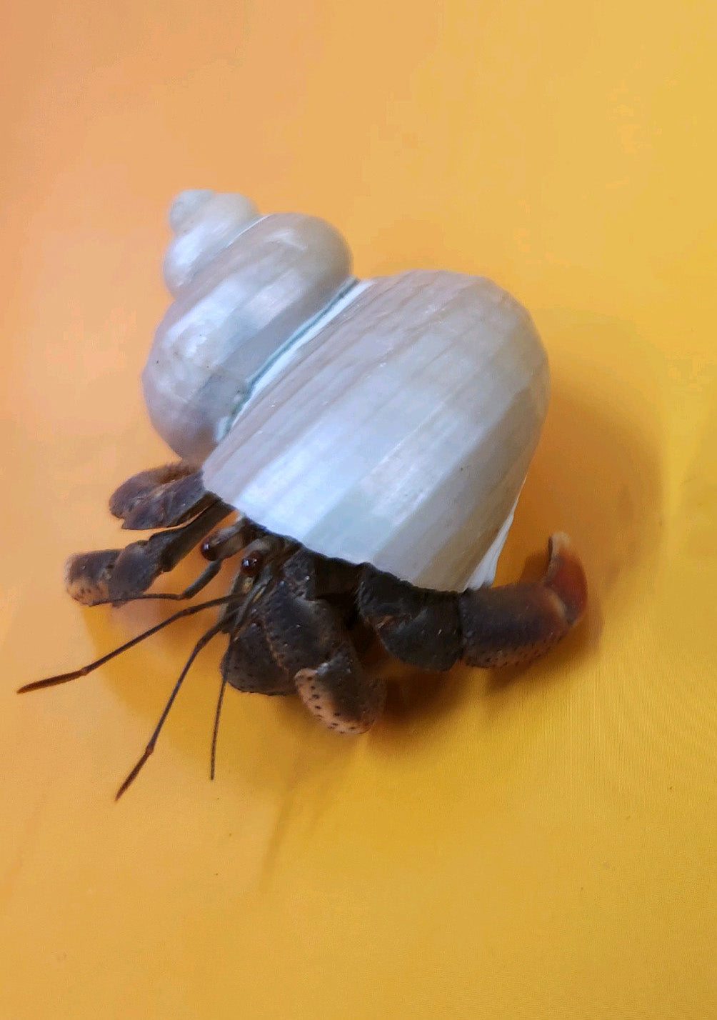 Live Hermit Crab