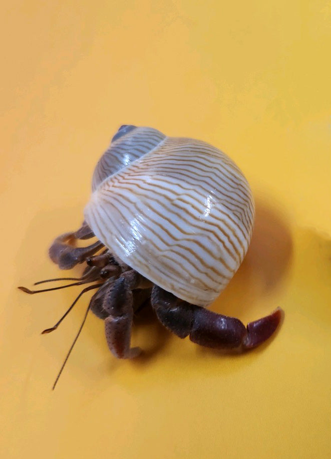 Live Hermit Crab with White and Tan Shell