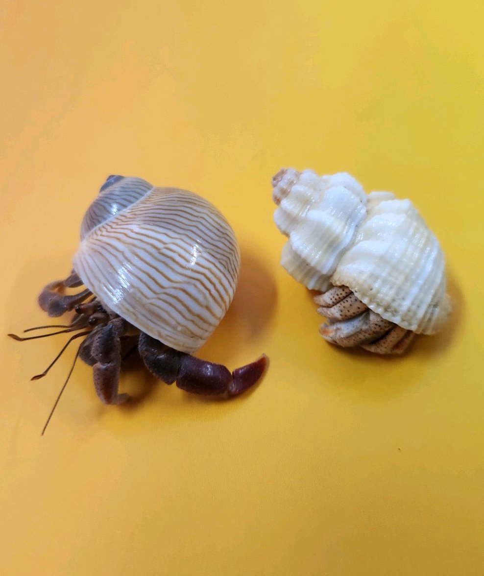 2 Live Hermit Crabs Small